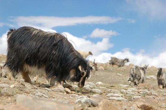 tibetan goat trip advisor